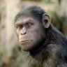 Profilbild von Chimpargel