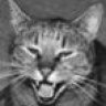 Profilbild von Leonardo