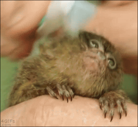 59.gif