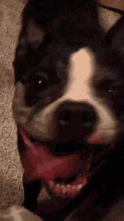 06.gif