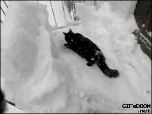 hornoxe.com_gifdump177_18.gif