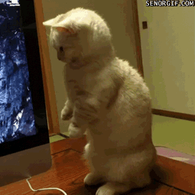 hornoxe.com_gifdump270_35.gif