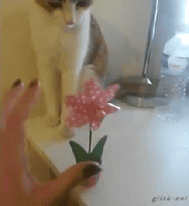 24673_001.gif