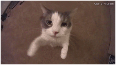 hornoxe.com_gifdump199_23.gif