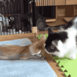 25434_007.gif