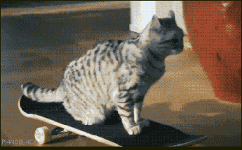 tumblr_mh1cqwUvoh1qzfebyo1_400.gif