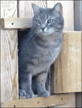 hornoxe.com_gifdump196_26.gif