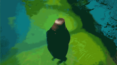 tumblr_ml4t2i5N1w1rek9g0o1_500.gif