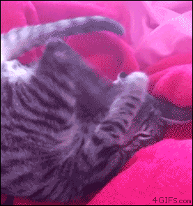 37.gif