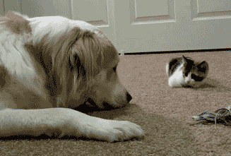 tumblr_meymuxvOnT1rjcfxro1_400.gif