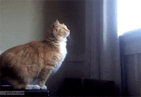 200.gif