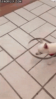 hornoxe.com_gifdump268_34.gif