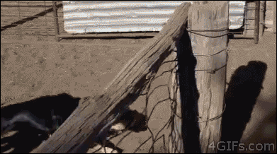 hornoxe.com_gifdump182_27.gif