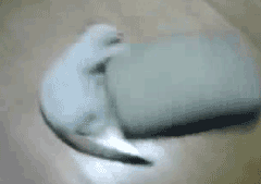 hornoxe.com_gifdump177_29.gif