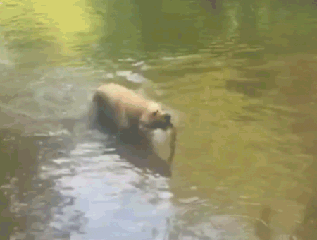 hornoxe.com_gifdump176_19.gif
