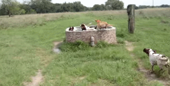 hornoxe.com_gifdump171_18.gif