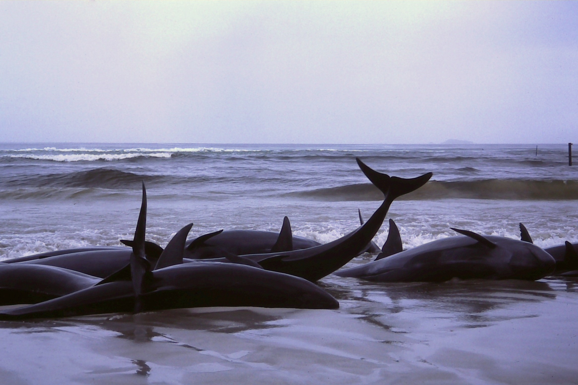 1986_beached_whales_in_Flinders_Bay_%282%29.JPG