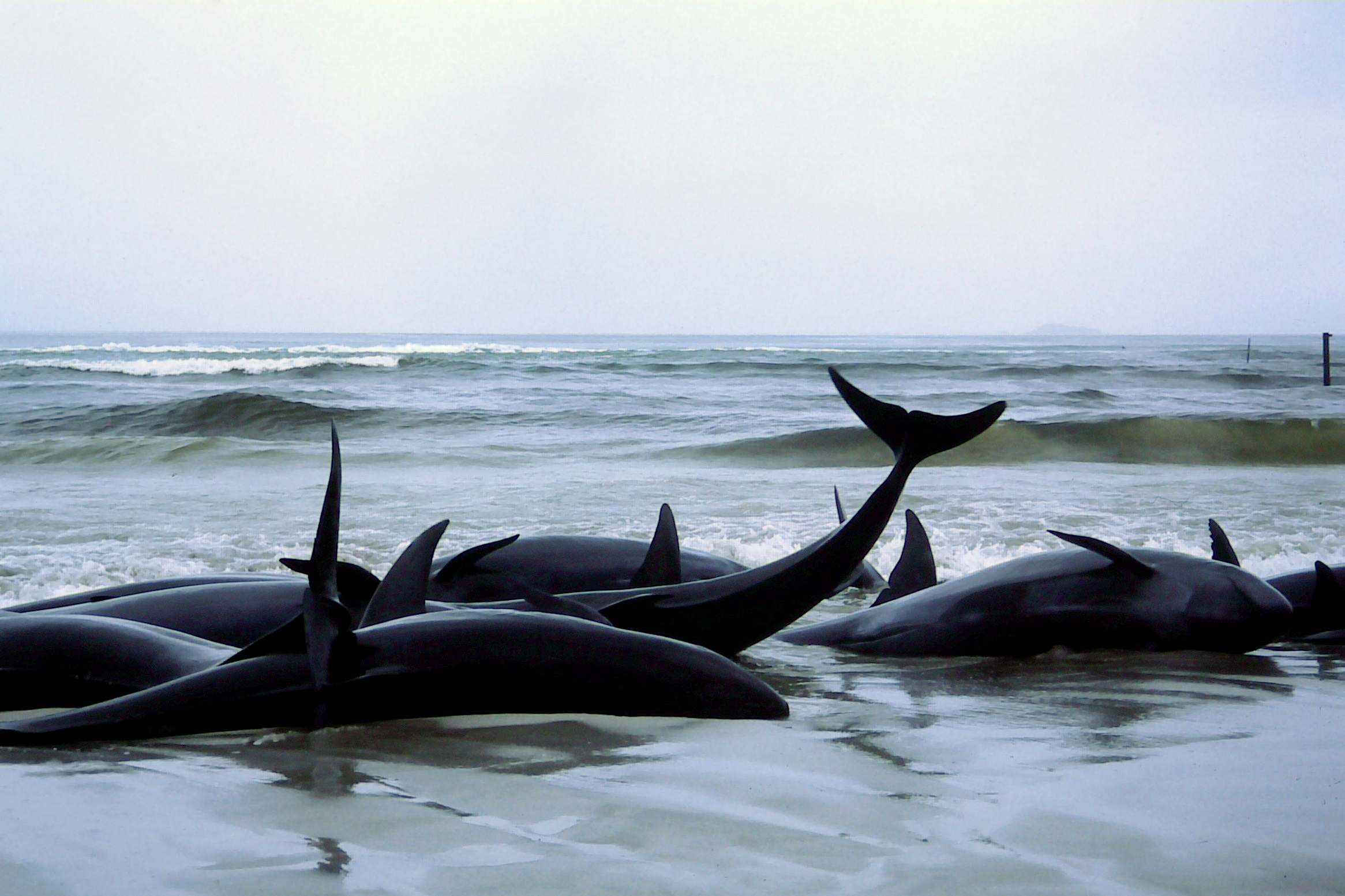 1986_beached_whales_in_Flinders_Bay_%282%29.JPG