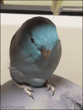hornoxe.com_gifdump204_16.gif
