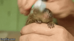 hornoxe.com_gifdump142_24.gif