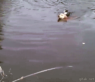 24611_012.gif