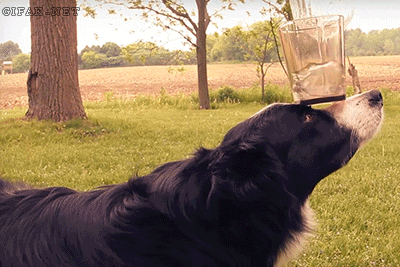 8.gif