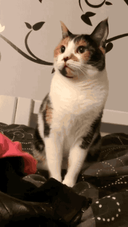 hornoxe.com_gifdump204_17.gif
