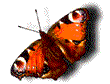 schmetterling_animiert.gif