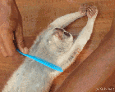 24.gif