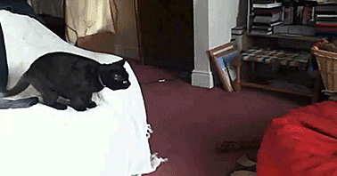 hornoxe.com_gifdump177_27.gif