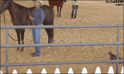 24641_005.gif