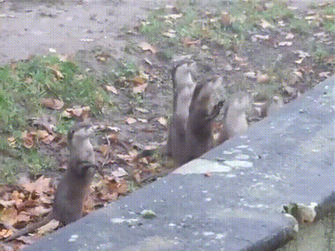 24.gif