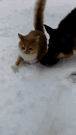 hornoxe.com_gifdump231_5.gif