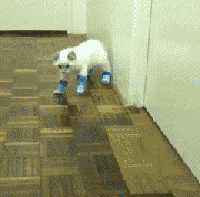 tumblr_inline_mg67khjhBu1qjie80.gif