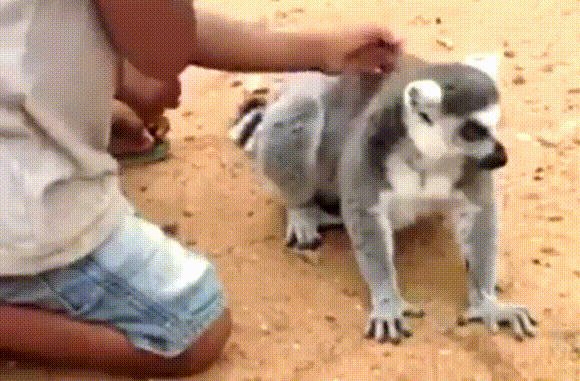 44.gif