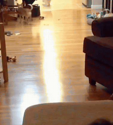 24611_016.gif