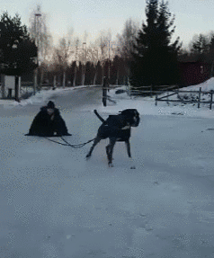hornoxe.com_gifdump189_29.gif