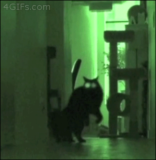 hornoxe.com_gifdump191_3.gif