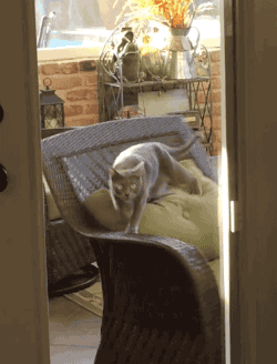 hornoxe.com_gifdump185_22.gif