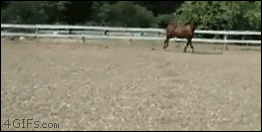 hornoxe.com_gifdump207_27.gif
