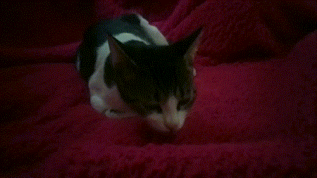 9.gif