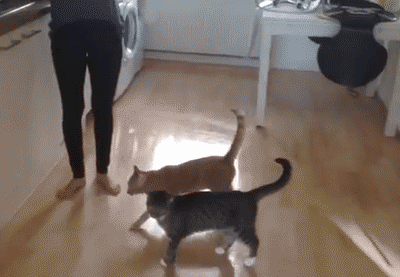 hornoxe.com_gifdump219_3.gif
