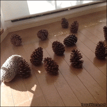 hornoxe.com_gifdump127_23.gif