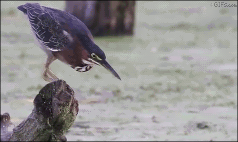 hornoxe.com_gifdump164_7.gif