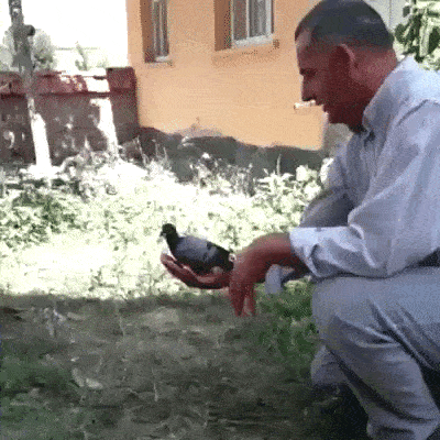 lenna_tipu_lenna.gif