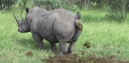 hornoxe.com_gifdump198_25.gif