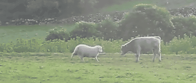 hornoxe.com_gifdump176_22.gif