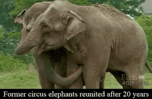 hornoxe.com_gifdump179_20.gif