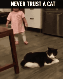 26128_000.gif