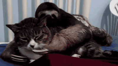 giphy.gif